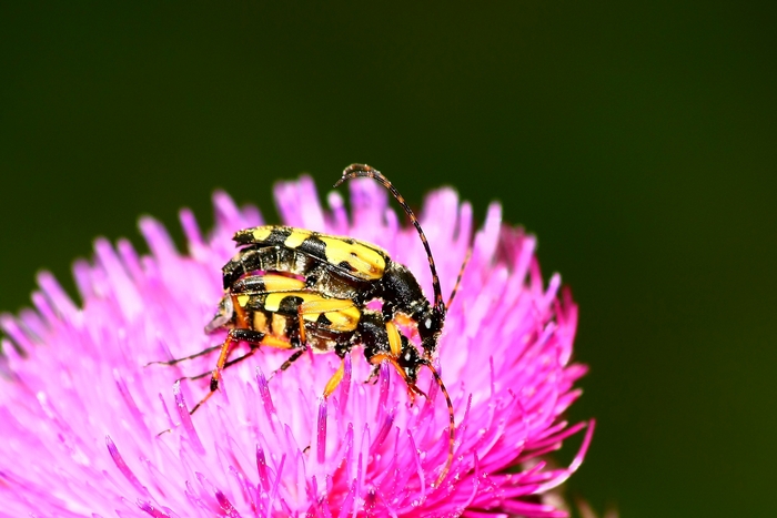 Rutpela maculata maculata in accoppiamento